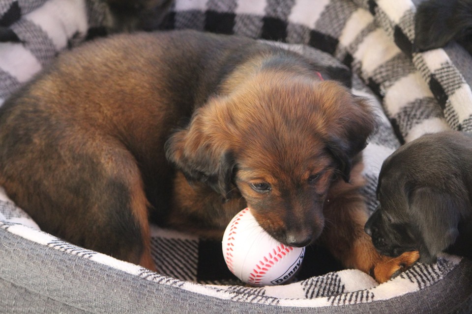 2019 Bark in the Park